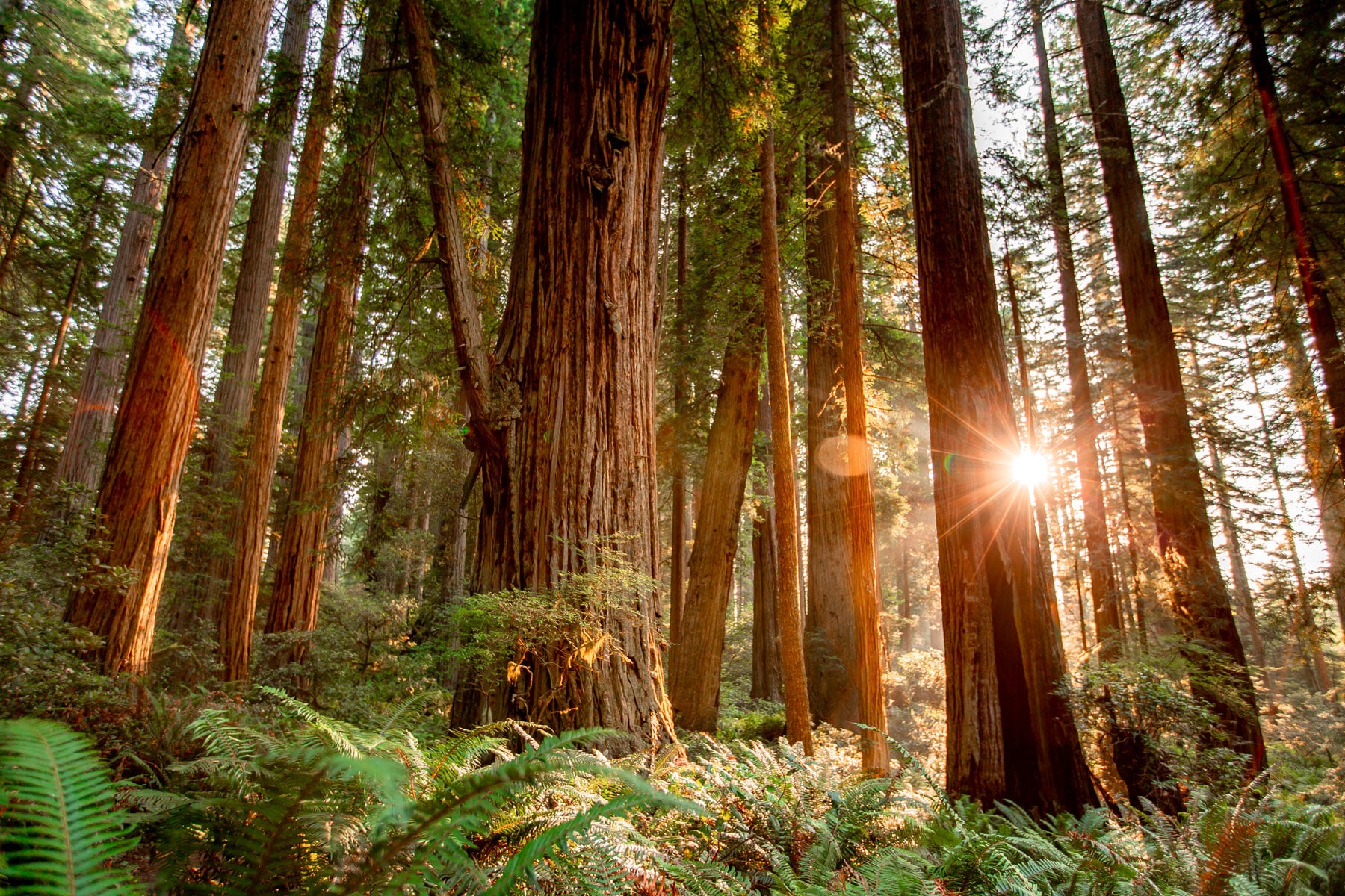 Redwood forests of Northern California